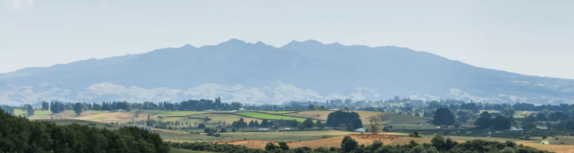 Dentist - Te Awamutu 3310789