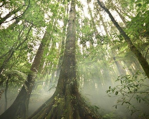 Dentist  - Te Awamutu