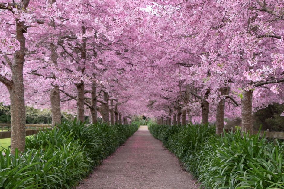 Dentist  - Hamilton 3676447