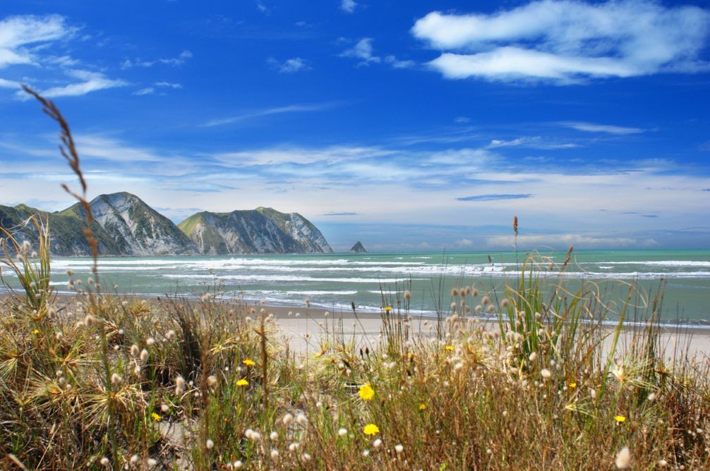 Orthodontic practice for sale in Gisborne