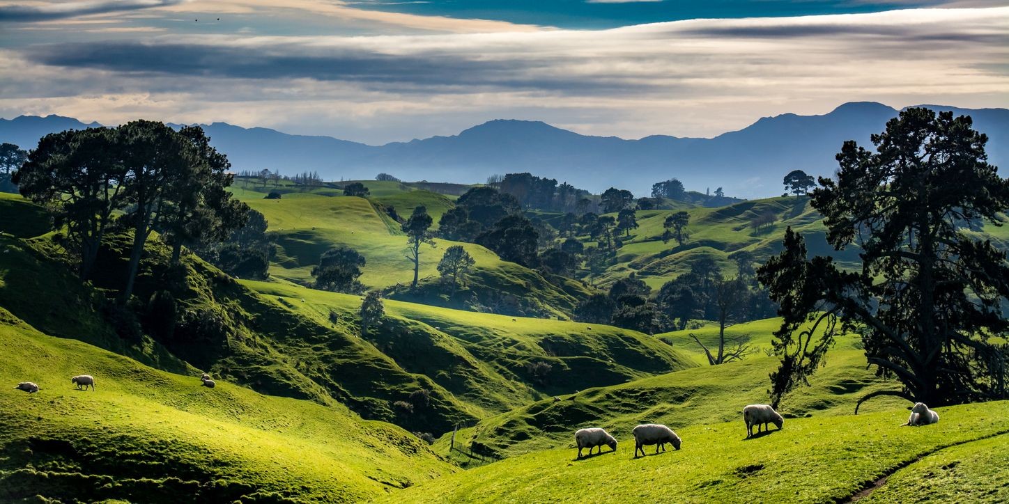 Dentist - Matamata 3917921