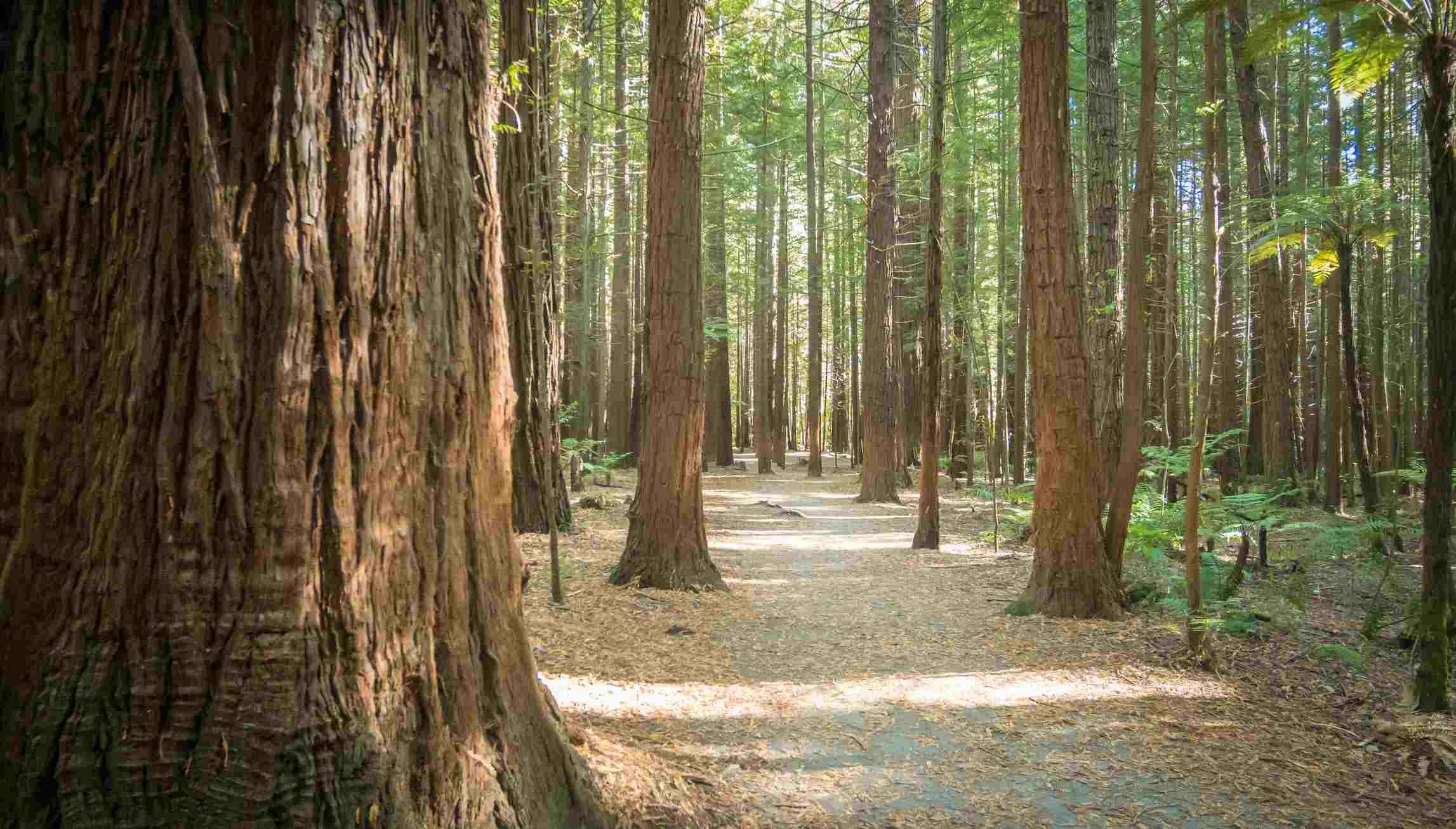 Dentist - Rotorua 3967531