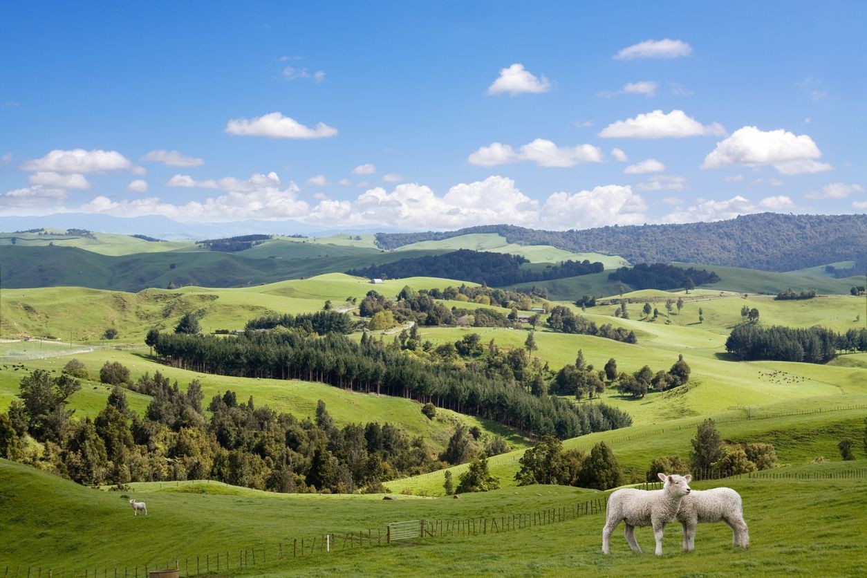 Dentist - Morrinsville